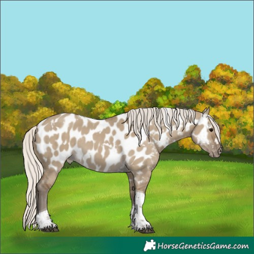 Horse Color:White Spotted Silver Smoky Grullo Tobiano Appaloosa 