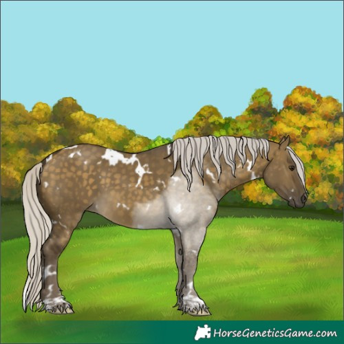 Horse Color:White Spotted Silver Buckskin Dun 