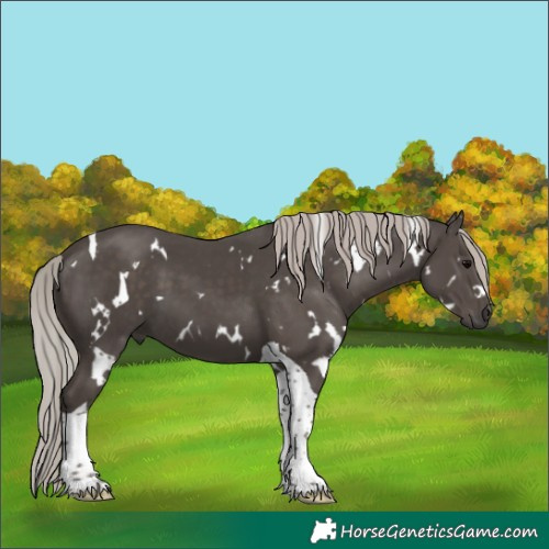 Horse Color:White Spotted Silver Black Tobiano 