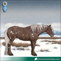Horse Color:White Spotted Silver Black Appaloosa