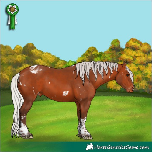 Horse Color:White Spotted Silver Bay Tobiano Appaloosa 