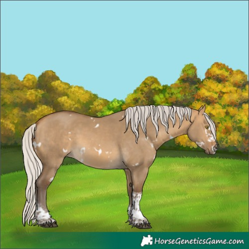 Horse Color:White Spotted Silver Buckskin Dun Tobiano Rabicano 