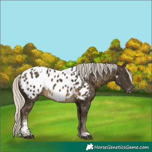 Horse Color:White Spotted Silver Buckskin Tobiano Near Leopard Rabicano 