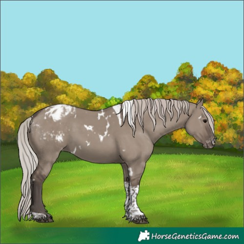 Horse Color:White Spotted Silver Grullo Tobiano Appaloosa Rabicano 