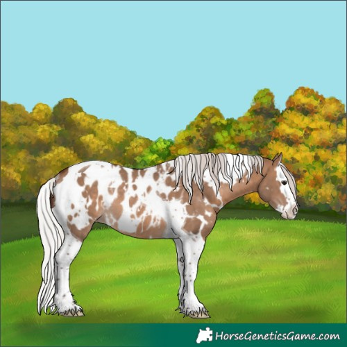 Horse Color:White Spotted Silver Brown Dun Splash Tobiano Appaloosa Rabicano 