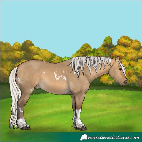 Horse Color:White Spotted Silver Buckskin Dun Tobiano 