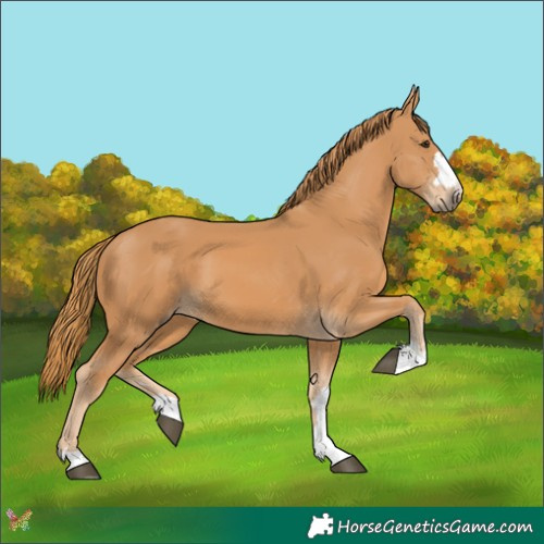 Horse Color:Chestnut 