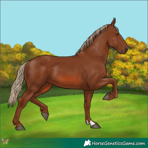 Horse Color:Chestnut 