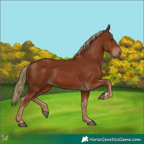 Horse Color:Chestnut 