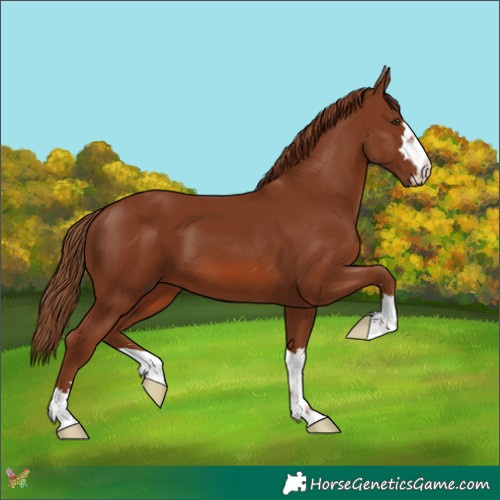 Horse Color:Chestnut 