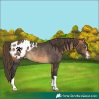 Horse Color:Buckskin Appaloosa Rabicano