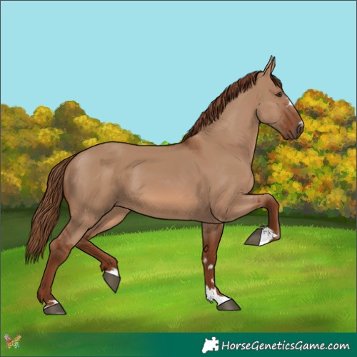 Horse Color:Red Dun