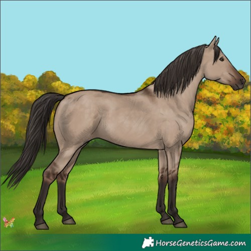 Horse Color:Liver Red Dun 
