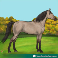 Horse Color:Liver Red Dun 