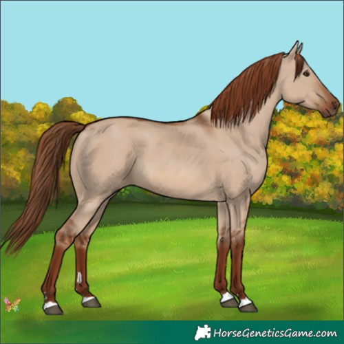 Horse Color:Red Dun 