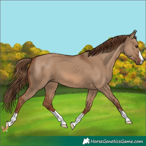 Horse Color:Red Dun 
