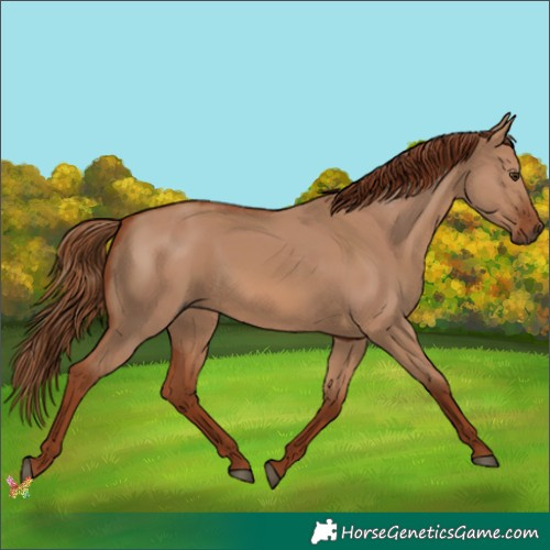 Horse Color:Red Dun 