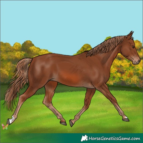 Horse Color:Chestnut 