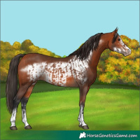 Horse Color:Bay Appaloosa  and Bay Frame Appaloosa 
