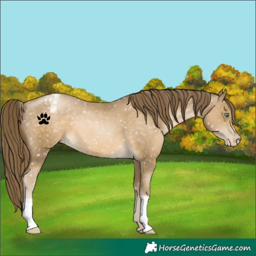 Horse Color:Smoky Black Pearl Appaloosa 