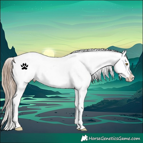 Horse Color:Liver Red Dun Appaloosa 