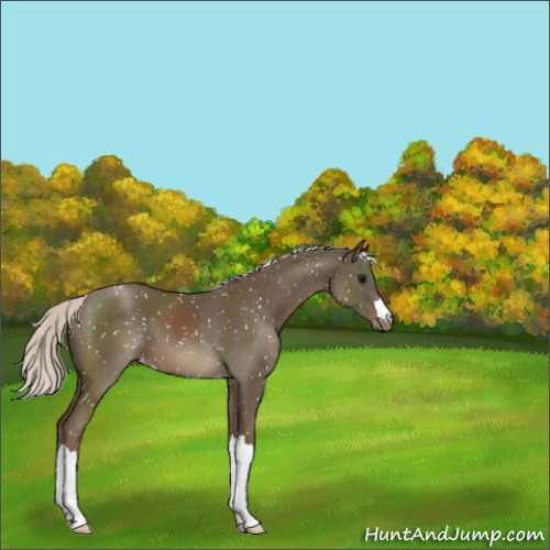 Horse Color:Silver Smoky Black Appaloosa