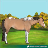 Horse Color:Bay Dun Tobiano 