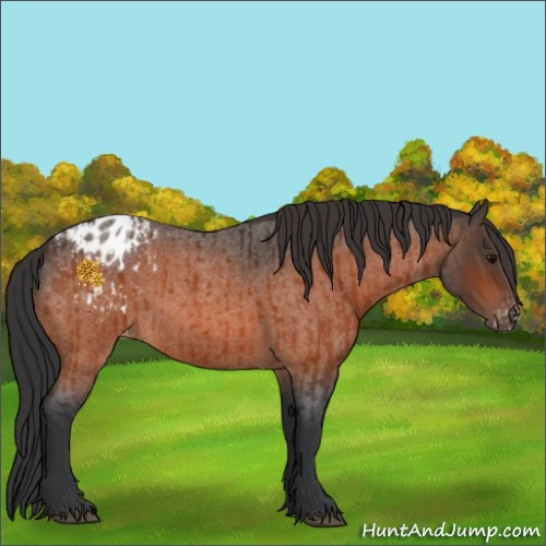 Horse Color:Bay Appaloosa  and Bay Roan Appaloosa 