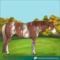 Horse Color:White Spotted Chestnut Sabino 