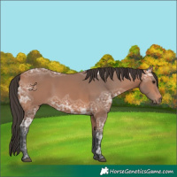 Horse Color:Bay Ice