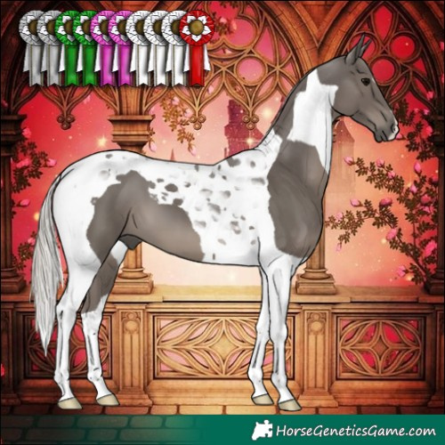 Horse Color:Silver Black Tobiano 