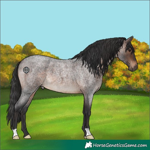 Horse Color:Brown Roan 