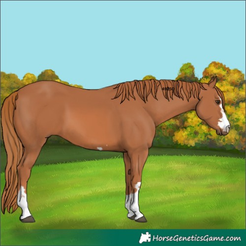 Horse Color:Chestnut 