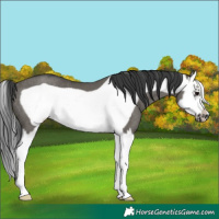 Horse Color:Grullo Splash Frame Rabicano