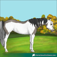 Horse Color:Grullo Splash Frame Rabicano 