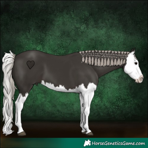 Horse Color:Gray Silver Black Splash 