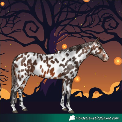 Horse Color:Brown Appaloosa 
