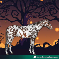 Horse Color:Brown Appaloosa