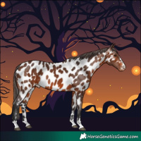 Horse Color:Brown Appaloosa