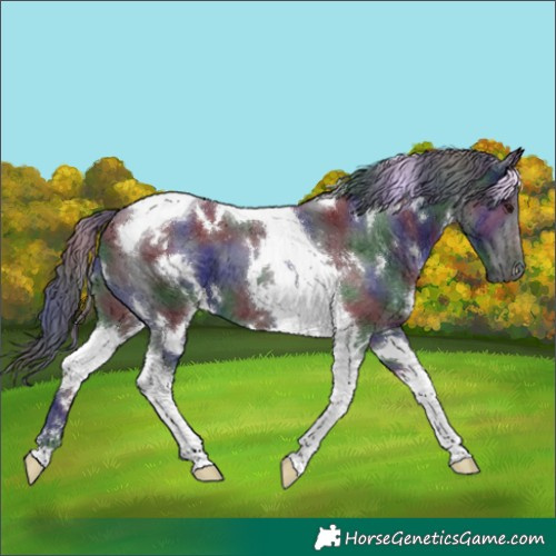 Horse Color:Nacre White Spotted Black Tobiano 
