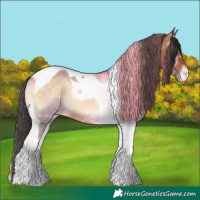Horse Color:Bay Onyx Tobiano Appaloosa 