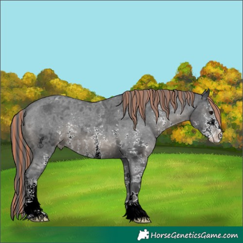 Horse Color:Painted Black Sabino Appaloosa 