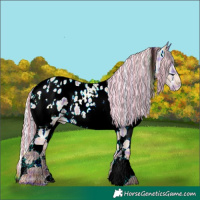 Horse Color:Painted Plaid  Silver Classic Champagne Splash Tobiano Frame Appaloosa 