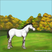 Horse Color:Liver Chestnut Sabino Appaloosa 