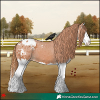 Horse Color:White Spotted Chestnut Splash Appaloosa 
