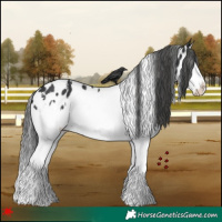 Horse Color:White Spotted Black Splash Appaloosa 
