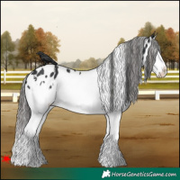 Horse Color:White Spotted Black Splash Appaloosa 