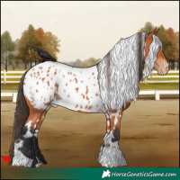 Horse Color:White Spotted Bay Appaloosa 