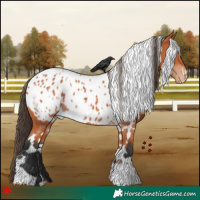 Horse Color:White Spotted Bay Appaloosa
