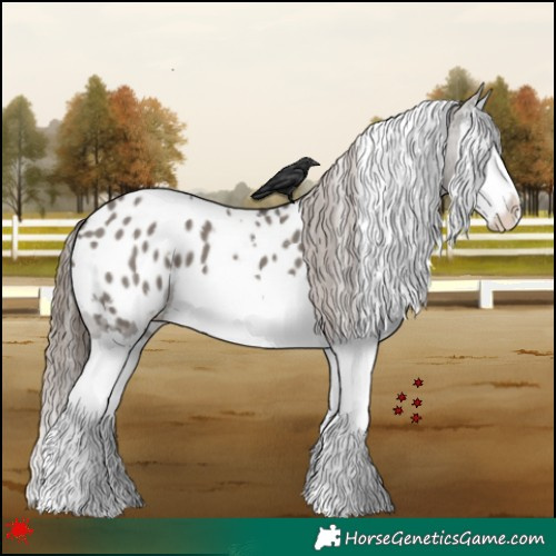 Horse Color:White Spotted Grullo Splash Near Leopard
